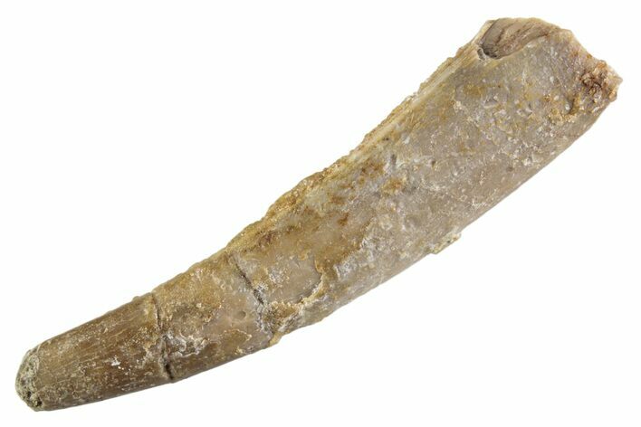 Fossil Pterosaur (Siroccopteryx) Tooth - Morocco #359987